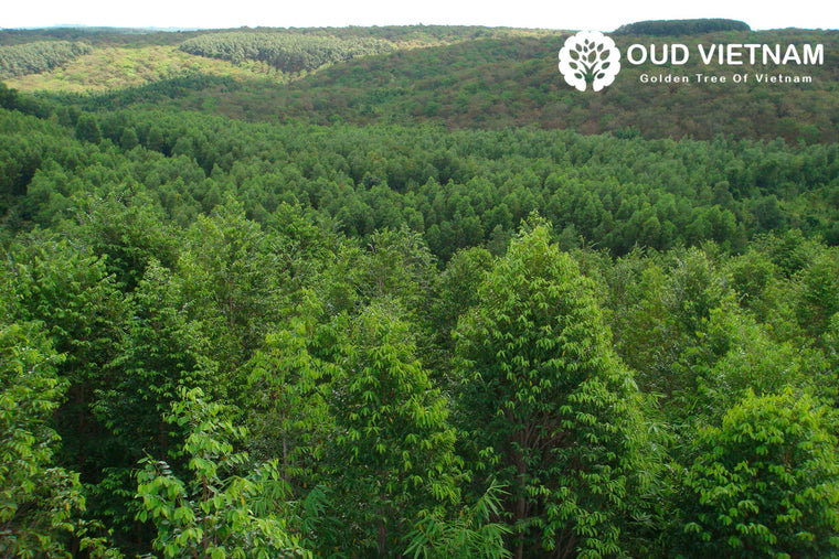 A personal comparison of natural Oud and cultivated Oud