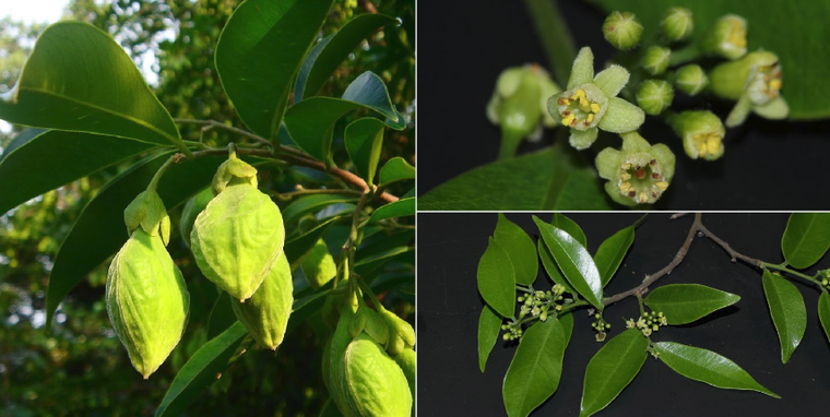 Agarwood crassna – The special Aquilaria tree in Asia