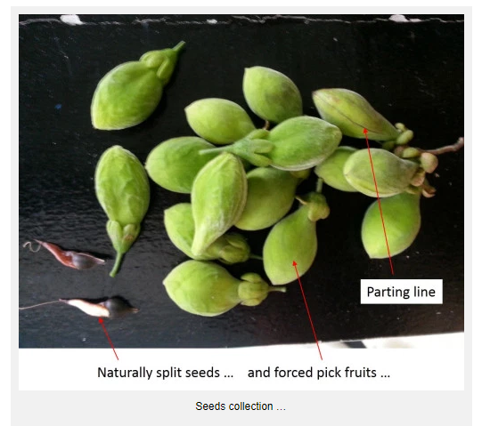 How to germinate Agarwood seeds ?