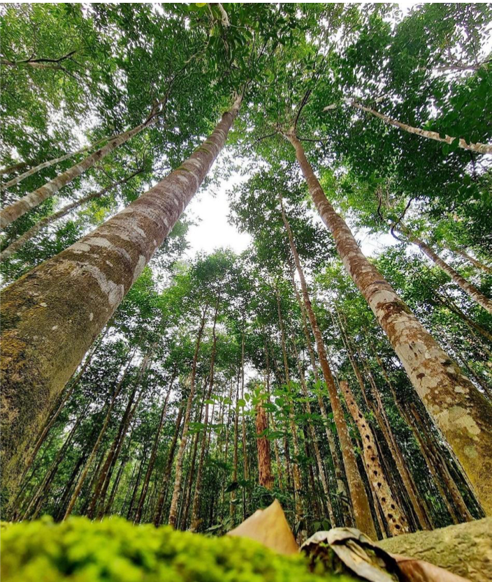 How to Grow Top Quality Agarwood – Tips from Oud Vietnam