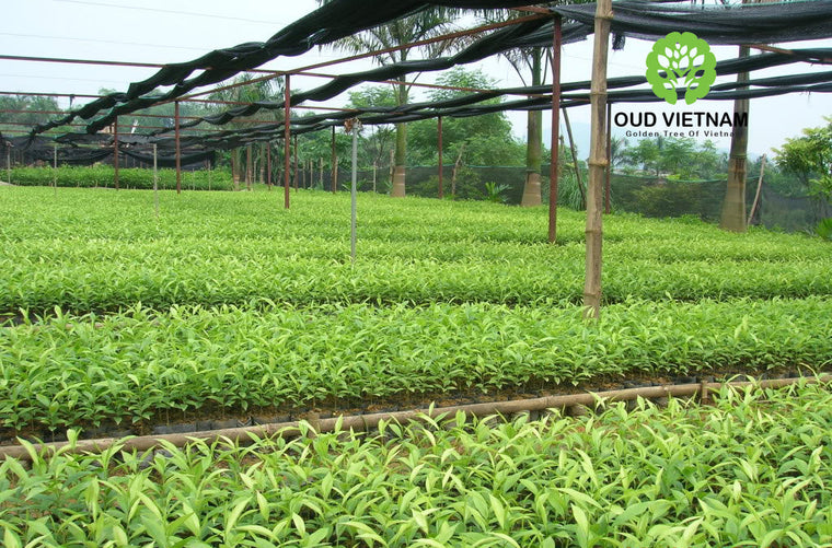 Oud wood: The Most Expensive Aroma