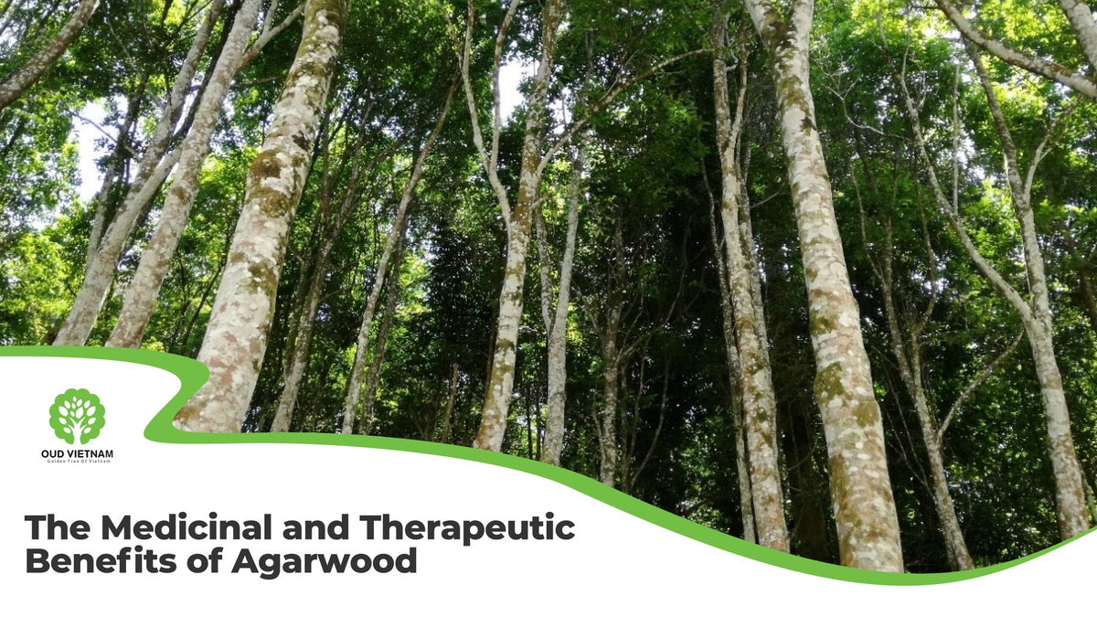 The Medicinal and Therapeutic Benefits of Agarwood