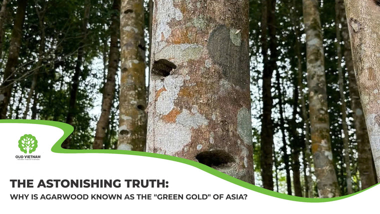The Astonishing Truth: Why is Agarwood Known as the “Green Gold” of Asia?