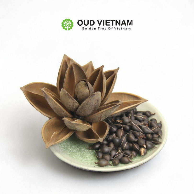 Special season highend Oud Seeds – SOS (1kg)