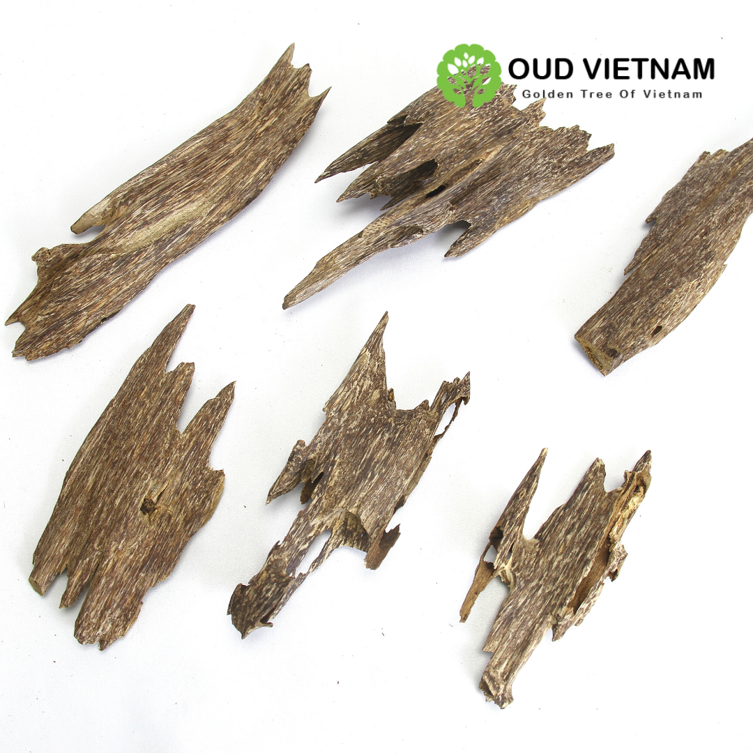 Ant Wood Oud Chips Grade Special AA+ – AOW2 (100g) image 4