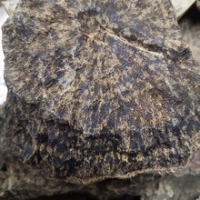 ROOT shape OWC1 special – ROOT (100g) image 6